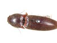 Click beetle