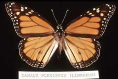Danaus plexippus
