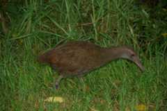 Lord Howe Woodhen with coloured leg-band used to record movements.