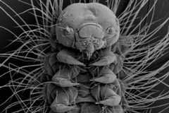 Insect - Hairy grub SEM image