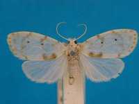Lichen moth
