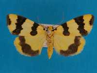 Lichen moth