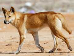 Dingo, <i> Canis familiaris dingo</i>