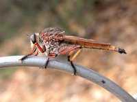 Robber Fly