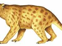 Thylacoleo