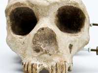 Gibraltar skull