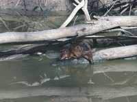 Hydromys chrysogaster