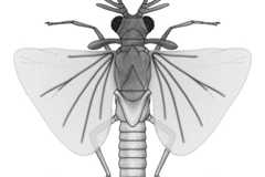 Strepsiptera