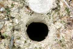 Wolf Spider's Burrow