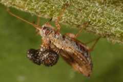 Tingidae