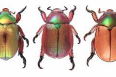 Christmas beetles