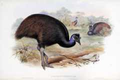 The birds of Australia. Supplement / by John Gould.