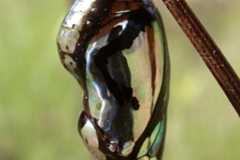 Chrysalis (pupa) of Common Crow or Oleander Butterfly, Euploea core.