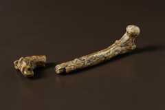 Upper leg bone of Australopithecus afarensis 'Lucy'