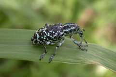 Chrysolopus spectabilis