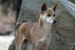 Canis lupus dingo