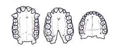 human evolution website drawings