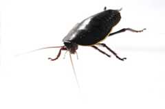 Cockroach