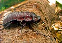 Crawly, but not so creepy!