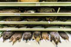 Echidna skins in the Mammalogy Collection Area