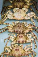 Marine Invertebrates Collection Area 2018