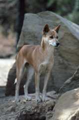 Canis lupus dingo