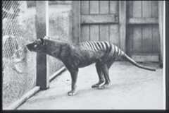 Thylacinus cynocephalus