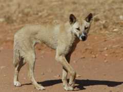 Dingo, <i> Canis familiaris dingo</i>