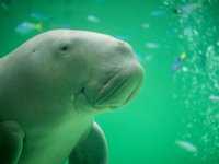 dugong