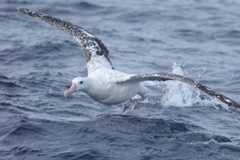 Wandering Albatross, Diomedea exulans