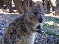 Quokka, Setonix brachyurus