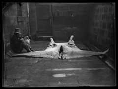 Gerard Krefft with Manta Ray, <i>Manta alfredi</i> (Krefft 1869). AMS 1.1731