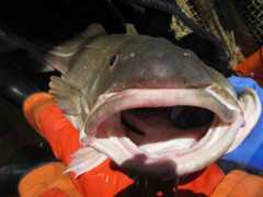 Cod with its mouth open.