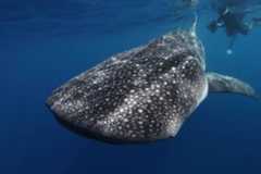 Large spotted whale shark with diver near its tail.