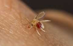 ابتلای ۴۸۰۰ نفر به این بیماری در سال جاری