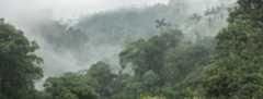 Disen ligger tæt over regnskoven i Mashpi Rainforest Biodiversity Reserve, Ecuador