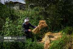 روایت فصل برداشت برنج در شالیزارهای گیلان