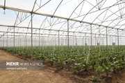 تهران، صدرنشین توسعه گلخانهها در بین استانهای کشور