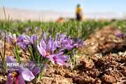 ایران و فائو در تقویت ارزش زنجیره زعفران وارد همکاری شدند