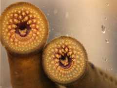 The Feds Who Kill Blood-Sucking Parasites