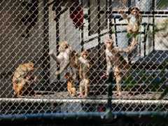 The Runaway Monkeys Upending the Animal-Rights Movement