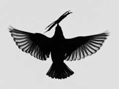 “Understanding the Science”