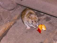 Is the Rat War Over?