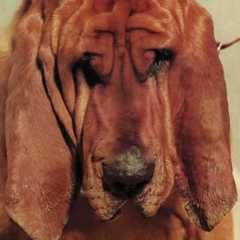 Image may contain Animal Dog Mammal Hound Pet and Canine