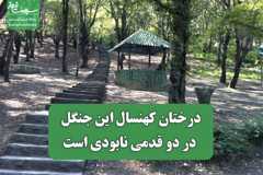 درختان کهنسال این جنگل در دو قدمی نابودی است