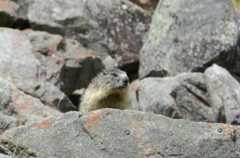 Marmota marmota