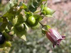Atropa belladonna
