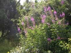 Chamaenerion angustifolium