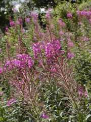 Chamaenerion angustifolium