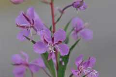Chamaenerion angustifolium